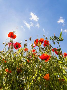 Corn poppy in a meadow in springtime