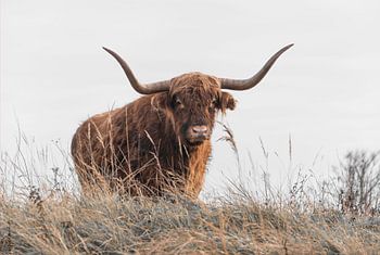 Nieuwsgierige Schotse Hooglander