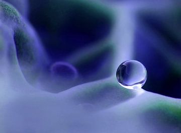 Purple Rain (Druppel in Paars) van Caroline Lichthart