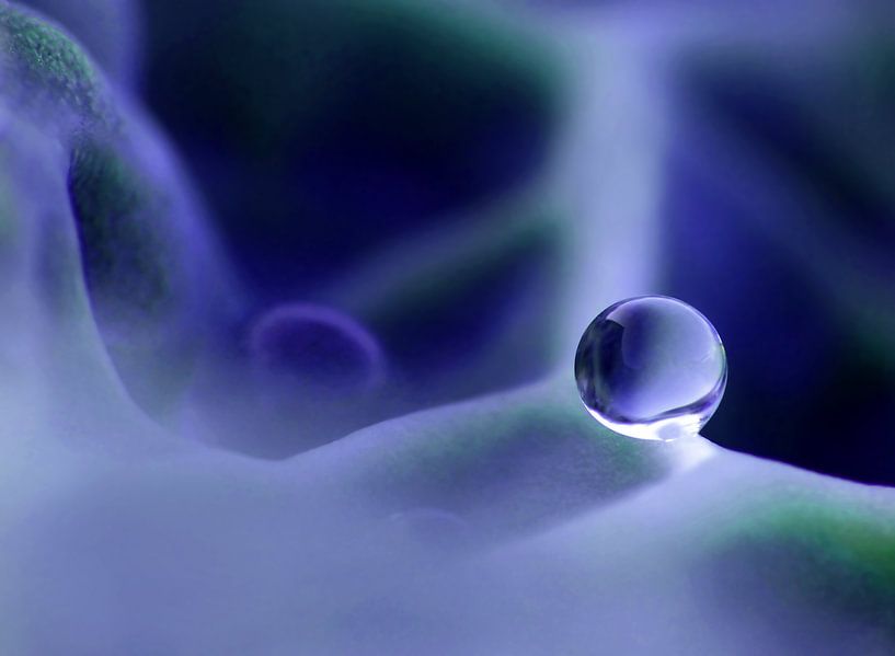 Purple Rain (Drop in purple) by Caroline Lichthart
