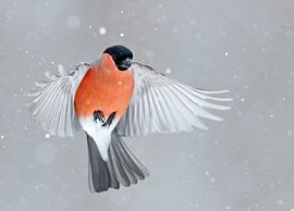 Adult male Northern Bullfinch (Pyrrhula pyrrhula pyrrhula) in flight in Kuusamo, Finland. by AGAMI Photo Agency