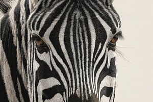 Zebra-Symmetrie in Streifen und Stille