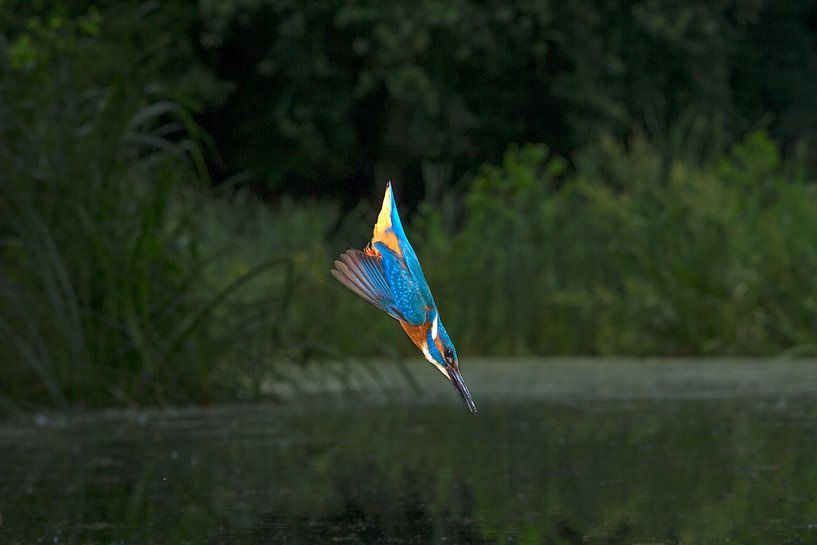 Kingfisher photographed in the Throw by Jeroen Stel