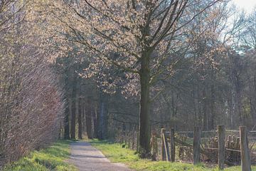 Frühlings-Allee von Tania Perneel