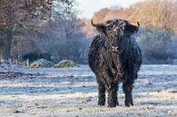 Zwarte schotse hooglander koe in winter van Ben Schonewille thumbnail