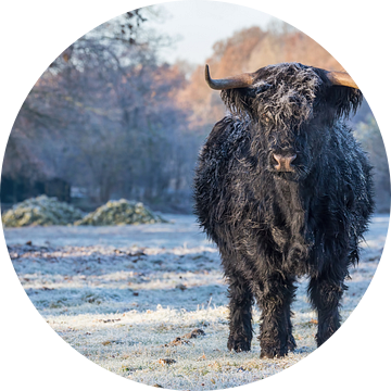 Zwarte schotse hooglander koe in winter van Ben Schonewille