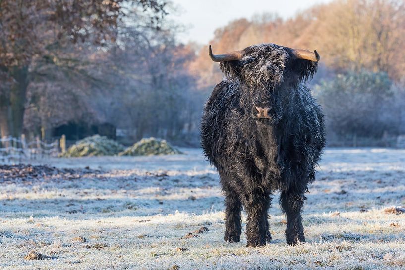Zwarte schotse hooglander koe in winter van Ben Schonewille