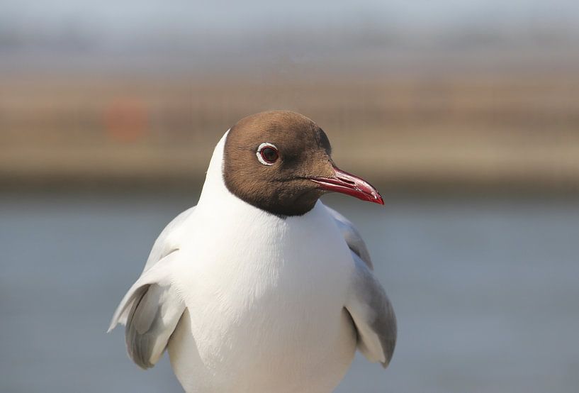 Black-headed Gull by Matthias Brix