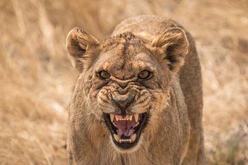 Boze leeuw Namibie van Family Everywhere