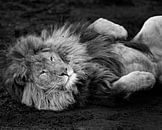 Lion relaxant par Patrick van Bakkum Aperçu
