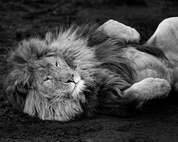 Lion relaxant par Patrick van Bakkum