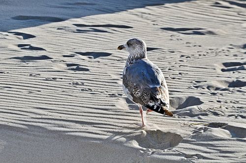 Meeuw loopt over de zandduin in Warnemünde 