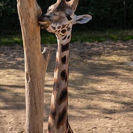 Giraffe van Erika Schouten