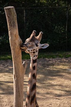 Giraffe van Erika Schouten