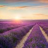 Lavendelfelder bei Sonnenuntergang. Provence, Frankreich von Stefano Orazzini