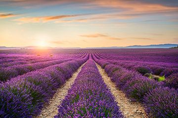 Lavendelvelden bij zonsondergang. Provence, Frankrijk van Stefano Orazzini