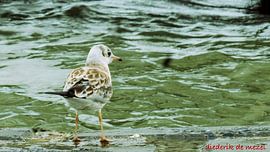 Natuur en dieren