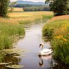 Zwaan in nederlands landschap van Gertjan Hesselink