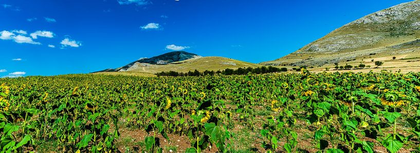 Field of sunflowers by Roland's Foto's