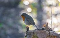 Robin in the early morning light