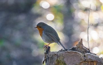 Robin in the early morning light