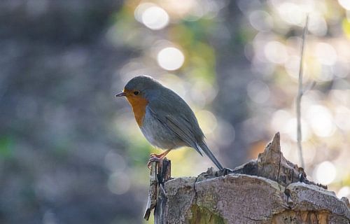 Rotkehlchen im frühen Morgenlicht