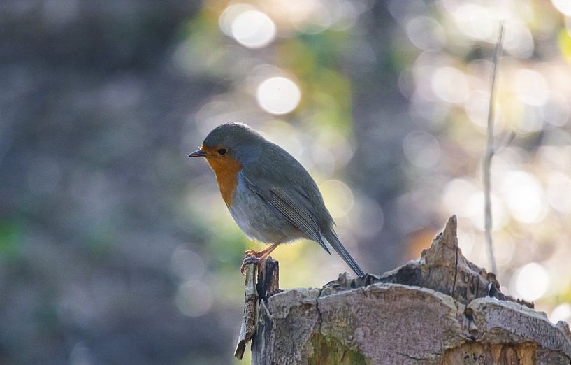 Robin in the early morning light by Peter Branger