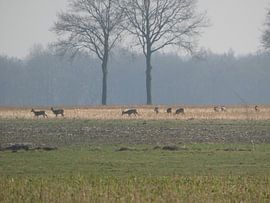 Reeen van Fotonatuurlijk