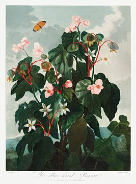 De schuinbladige begonia uit The Temple of Flora (1807) door Robert John Thornton. van Frank Zuidam