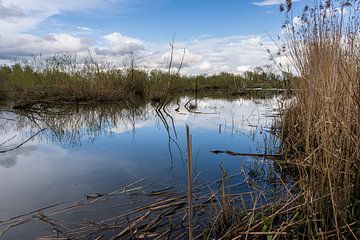 among the reeds in the waters of the Biesbosch by Eugene Winthagen