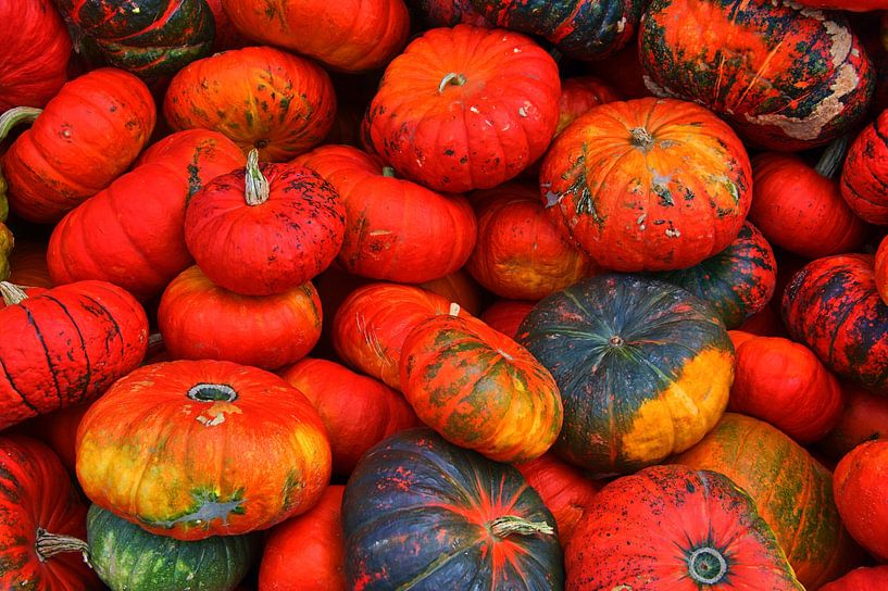 Citrouilles rouges du quintal par Edgar Schermaul