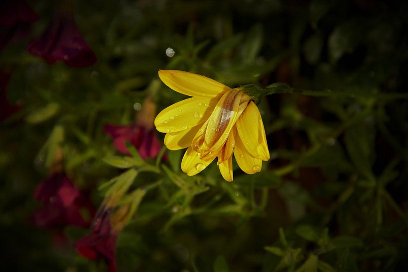 Heavy after rainfall by Anke Winters