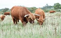 Schotse Hooglanders