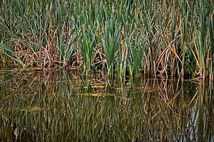 Reflectie van Riet in het Water van Rob Boon