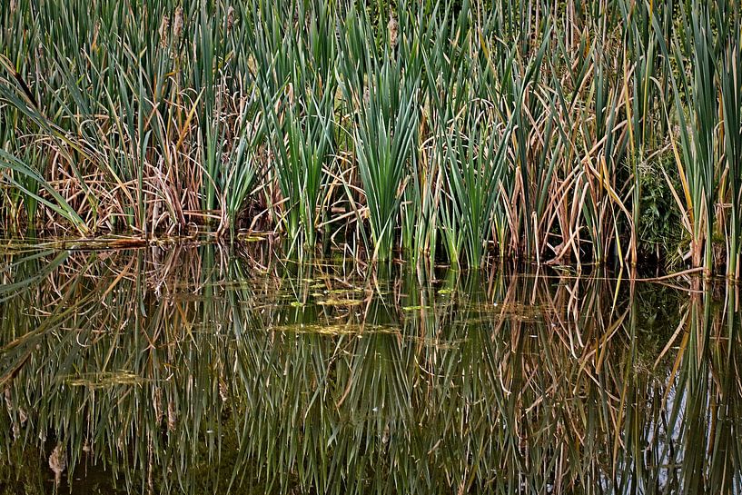 Reflection of Reed in the Water by Rob Boon