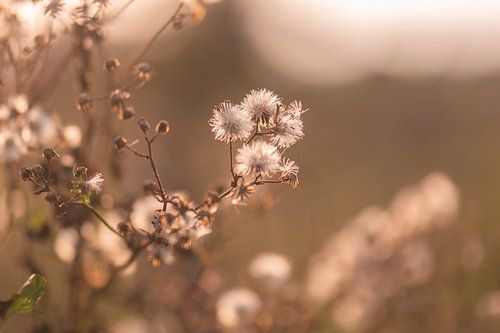 étalement urbain doré