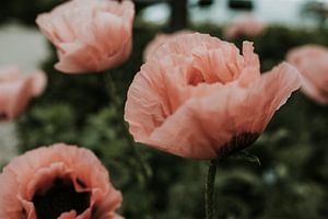 Rosa Mohn in Nahaufnahme | Niederlande