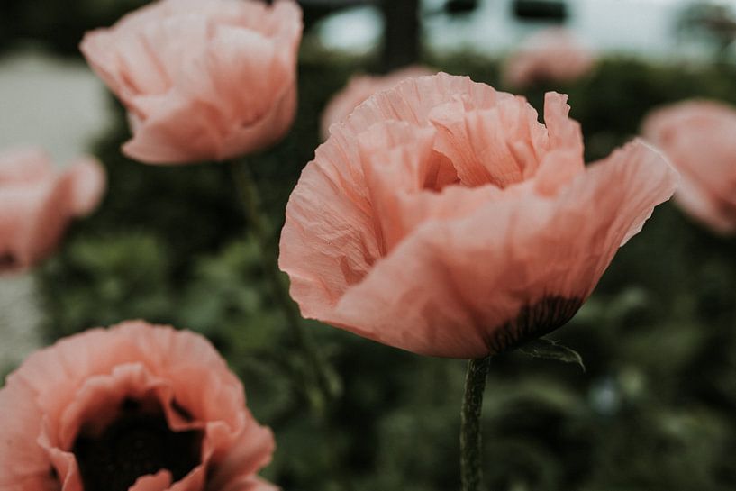 Roze klaproos close up | Nederland van Trix Leeflang