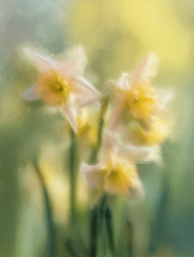 Narcisses blancs – Blanc, jaune et vert dans la lumière du printemps sur Whale & Sons