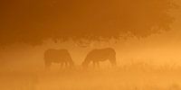 Twee exmoorpony's in de vroege ochtend van Geert Perdaens thumbnail
