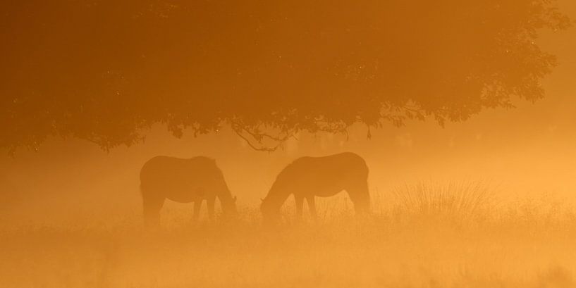 Twee exmoorpony's in de vroege ochtend van Geert Perdaens