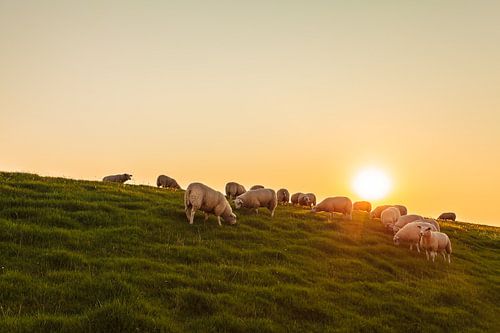 Kudde schapen bij zonsondergang van Martin Bergsma