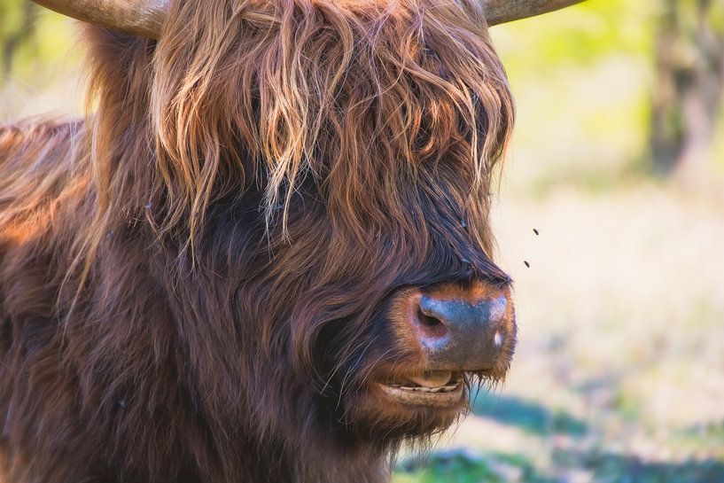 Scottish Highlander Portrait by Consala van  der Griend
