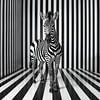 Zebra in Zwart-Wit Illusie van Retrotimes