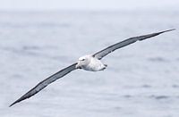 Salvins Albatross