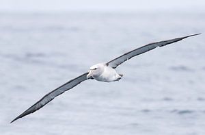 Salvins Albatros