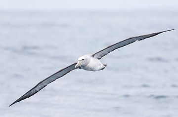 Salvins Albatross by Rick van der Weijde