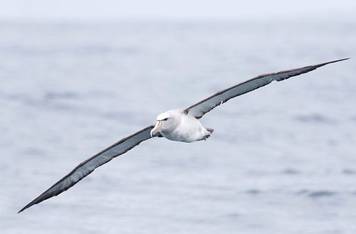 Salvins Albatros