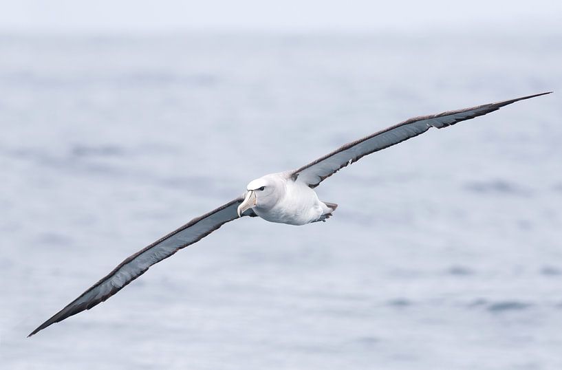 Salvins Albatros von Rick van der Weijde