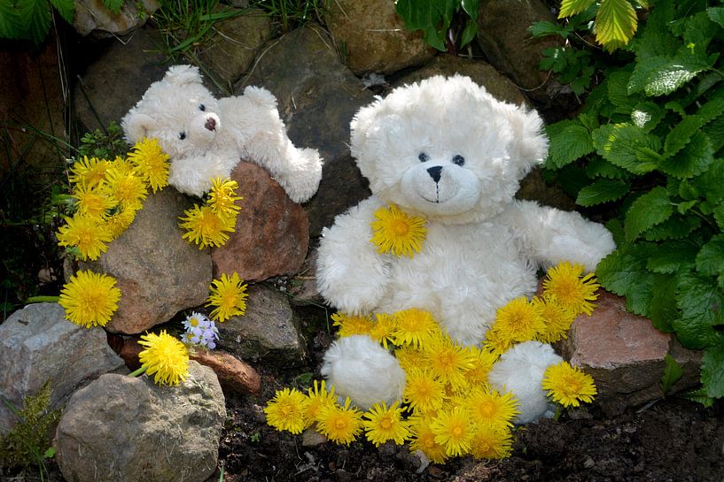 Witte Teddyberen van Claudia Evans